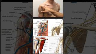 auscultation général de lépaule [upl. by Eeslehc]