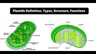 Plastids Types Structure and Function Lecture2Part14Biological World🐛🍀 [upl. by Ebby]