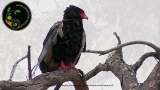 Bateleur Eagle [upl. by Odnomor]