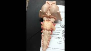 Cranial nerves on brainstem [upl. by Llebpmac]