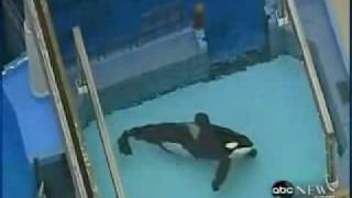 Killer Whale Kills Trainer Footage  Disturbing Scenes [upl. by Amaso163]