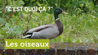 C’EST QUOI ÇA les oiseaux [upl. by Whelan]