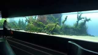 Takashi Amano  Oceanarium Lisbon Ozeanarium Lissabon  Forests Underwater [upl. by Liagibba64]