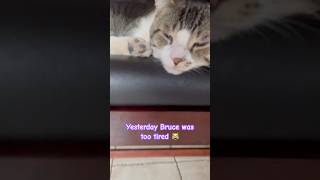 Yesterday Bruce was not up for playing 😹 catshortscatfyptootired [upl. by Erdah]