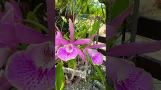 Cattleya orchid [upl. by Andie748]