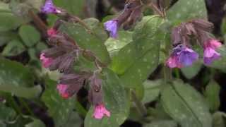 Pulmonaria officinalis  Lungenkraut Lungwort [upl. by Caffrey]