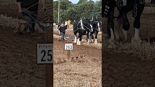 Traditional Horse Ploughing at the 73rd British National Ploughing Championships 13th October 2024 [upl. by Tiebold]