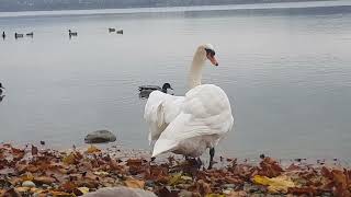 🦢besorgt über Konkurenz im Nachbarterritorium🦢worried about competition in neighboring territory [upl. by Keithley]