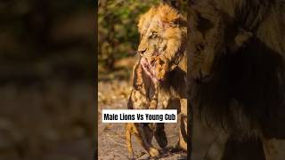 Why Male Lions Target Cubs A Survival Instinct lions cubs animals [upl. by Michelle]