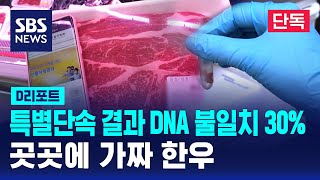 단독 특별단속 결과 DNA 불일치 30…곳곳에 가짜 한우  SBS  D리포트 [upl. by Birgitta877]