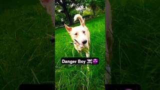 Devil 😈 Zorro devil dangerous dangerboys doglover dogs stray rap punjabi music slowmo [upl. by Saudra]