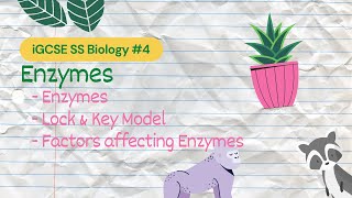 Enzymes  iGCSE SS Bio 4 [upl. by Jaycee857]