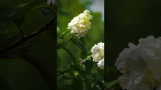 Hydrangea Panicle [upl. by Ahsatsana644]