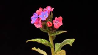 Pulmonaria time lapse [upl. by Zenitram]