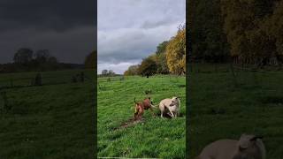 ferreting hunting rabbiting lurcher fieldsports workingdog huntingdog [upl. by Amberly848]