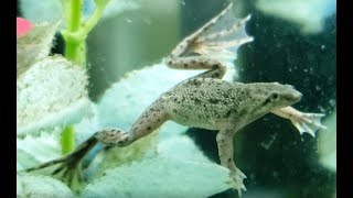 Introduction to African Dwarf Frogs Episode 1 [upl. by Thgiwd]