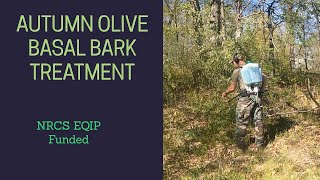 146 Basal Bark for Autumn Olive Control Using Triclopyr Diesel and a Backpack Sprayer [upl. by Anenahs]