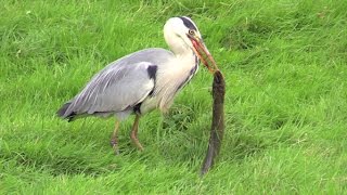 Vroege Vogels  Reiger eet paling [upl. by Shakespeare]