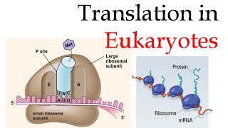 Protein translation in eukaryotes [upl. by Anoyi]