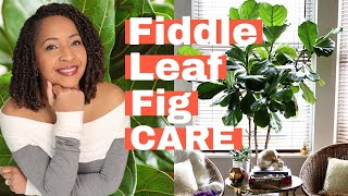 🌿 FIDDLE LEAF FIG 5 Quick Tips To Care For Your Ficus Lyrata [upl. by Dorolice831]