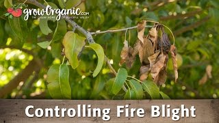 How to Treat amp Prevent Fire Blight in Your Organic Orchard [upl. by Nerrawed]