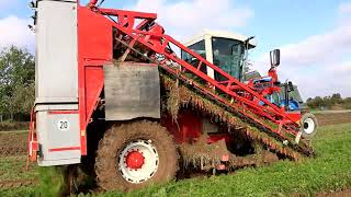 dewulf ZKII mit New Holland T 7230 Gespann in den Möhren [upl. by Tessler]