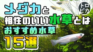 メダカと相性のいい水草はこれだ！おすすめ水草15選！ [upl. by Stanwood]