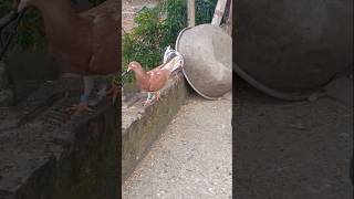 pigeon kabutarlovarms birds pets shorts reels viralvideo kabootarbazi fancypigron ms love [upl. by Ajroj92]