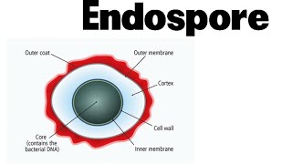 Endospore formation in bacteria animation [upl. by Khalid708]