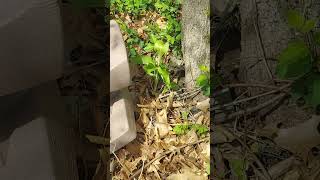 Jack In The Pulpit Young Plants Native North America In My Woodlands [upl. by Laumas]