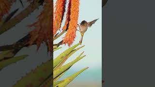 Beautiful Aloe Flowers [upl. by Michelle424]