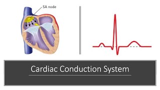 Cardiac Conduction System [upl. by Zrike]