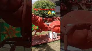 Big Chimera Ants 🧐😱shorts trending viralvideo [upl. by Kendra]