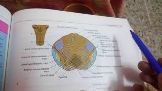 MEDULLA OBLONGATA internal featuresat pyramid decussation levelpart 1 [upl. by Mccoy]