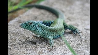 The Martinique Giant Ameiva [upl. by Mirabel]