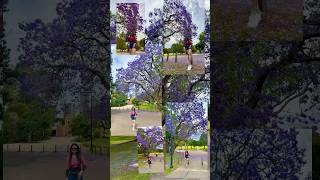 Sydney’s Top Jacaranda Spot Experience Parramatta Park in Bloom trending australia travel [upl. by Orabel]