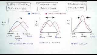 Directional Disruptive amp Stabilizing Selection [upl. by Nnairda324]