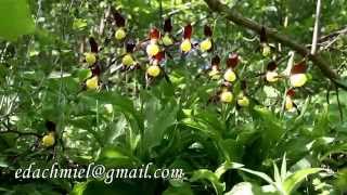 Cypripedium calceolus [upl. by Tatianna]