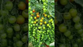 New technique for growing tomato plants tomatografting tomato farming viral shorts [upl. by Sib691]