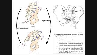 The Sacroiliac Joint  Sacral Nutation and Counternutation [upl. by Sang529]