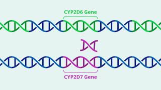 Hybrid Alleles Why Its Important to Detect Them amp How Agena Does it Better [upl. by Dacia]