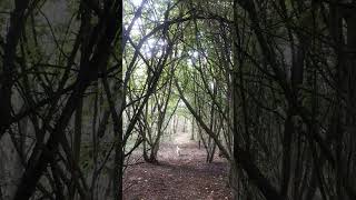 Into the treesMillfield Woods North Yorkshire🐩🐶🍁🍃🍂 with Kobe the dog [upl. by Boycie]