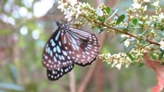 Blue Tiger feeding 5 Jan 2014 [upl. by Georgi652]