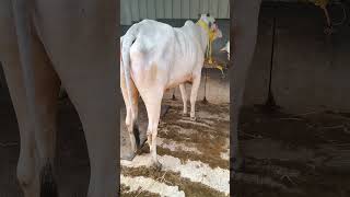 Ongole cow for sale  7013995429 [upl. by Laehcym]