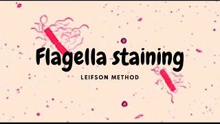 Flagella Staining Leifson Method [upl. by Nraa17]