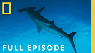 Hammerheads Shark Side of the Moon Full Episode  National Geographic [upl. by Anailil]