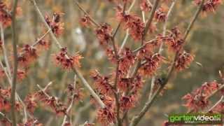 Zaubernuss Diane  Hamamelis x intermedia [upl. by Einahpad996]