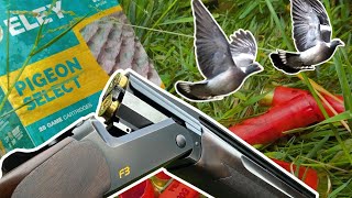 PIGEON SHOOTING on LAYED WHEAT  100 BAG DECOYING PIGEONS  THEY DECOYED IN SO WELL [upl. by Yahiya]