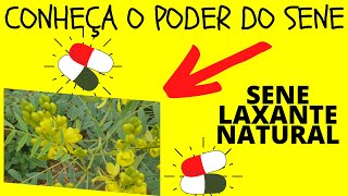 Sene Laxante Natural  Senna alexandrina  Entenda Seus Benefícios e Saiba Para Que Serve [upl. by Sirrom133]