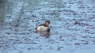 2024 09 Little Grebe [upl. by Wilinski]